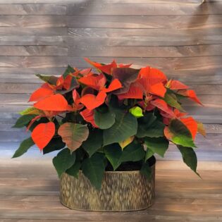 Poinsettia roja